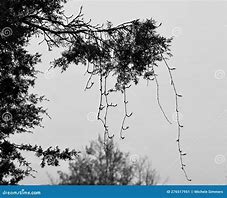 Image result for Tree Vine Swaying