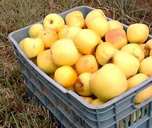 Image result for Yellow Apple