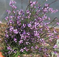 Image result for Verbena officinalis var. grandiflora Bampton