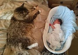 Image result for Biggest Cat in the World Baby