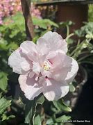 Image result for Hibiscus syr. Lady Stanley