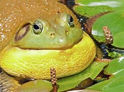 Image result for Bull Frog Front View