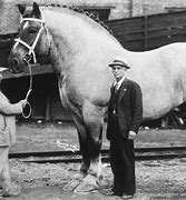 Image result for Largest Belgian Draft Horse