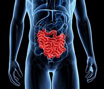 Image result for Small Intestine Organ
