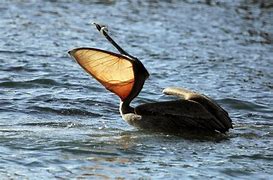 Image result for Brown Pelican Pouch