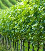 Image result for Vines in Nature