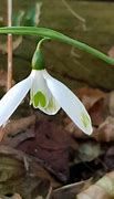 Image result for Galanthus Pride othe Mill