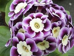 Résultat d’images pour Primula auricula Adrian