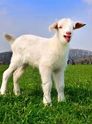Image result for Cloven-Footed Animals