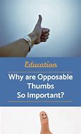 Image result for Define Opposable Thumb