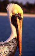 Image result for Pelican Get Away