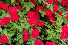 Image result for Rosa Rote The Fairy