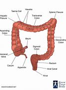 Image result for Regions of the Large Intestine