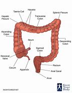 Image result for Large Intestine Is Part of Colon