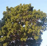 Image result for caoba