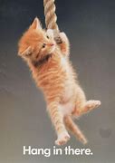 Image result for Hang in There Cat Cute