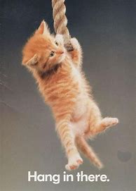 Image result for Hang in There Cat Poster Meme