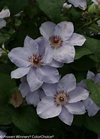 Image result for Clematis Still Waters
