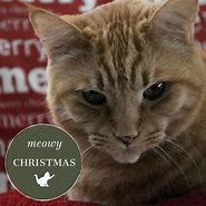 Image result for Meme What Cat Christmas