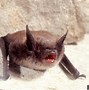Image result for Little Brown Bat Range