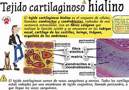 Image result for cartilaginodo