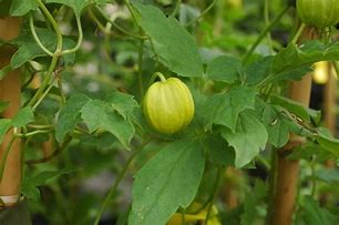 Image result for Clematis Golden Tiara