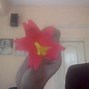 Image result for How to Make Paper Flowers Crafts