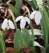 Galanthus elwesii ssp. whittallii Hörup に対する画像結果