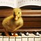 Image result for Funny Duck Meme Wallpaper