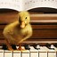 Image result for Cute Duck Wallpaper Phone
