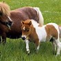 Image result for People with Rare Horses