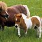 Image result for Smallest Draft Horse Breeds