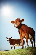 Image result for Cow Standing
