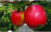 Image result for Uses for Pink Lady Apple's