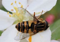 Image result for "flower-fly"