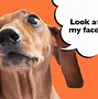 Image result for Dachshunds Doubtful Face