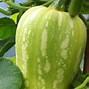 Image result for Growing Squash