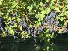 Image result for Grapes Grow On Vines