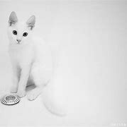 Image result for Invisible Cat Art