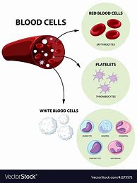 Image result for All Types of Blood Cells