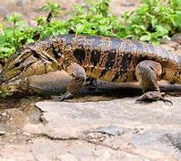 Image result for Golden Tegu Lizard