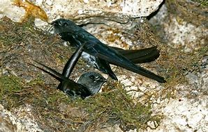 Image result for Zoonavena Apodidae