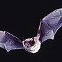 Image result for Minnesota Bat Species