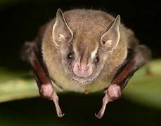 Image result for The Bats Eye Project