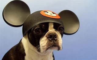 Image result for Cool Dog with Hat