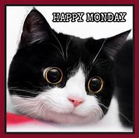 Image result for Happy Monday Black Cat