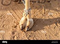 Image result for photo gallaries camel toe