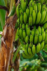 Image result for Bananas