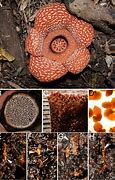 Image result for Rafflesia Fruit