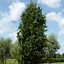 Image result for Fagus sylvatica Dawyck